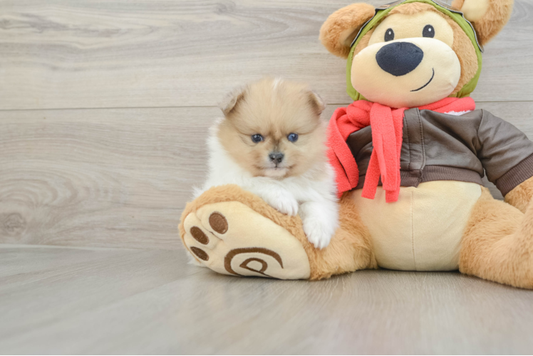 Fluffy Dwarf Spitz Purebred Puppy