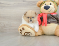 7 week old Pomeranian Puppy For Sale - Simply Southern Pups