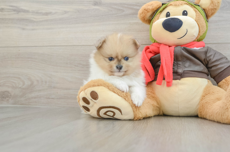 7 week old Pomeranian Puppy For Sale - Simply Southern Pups