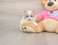 5 week old Pomeranian Puppy For Sale - Simply Southern Pups
