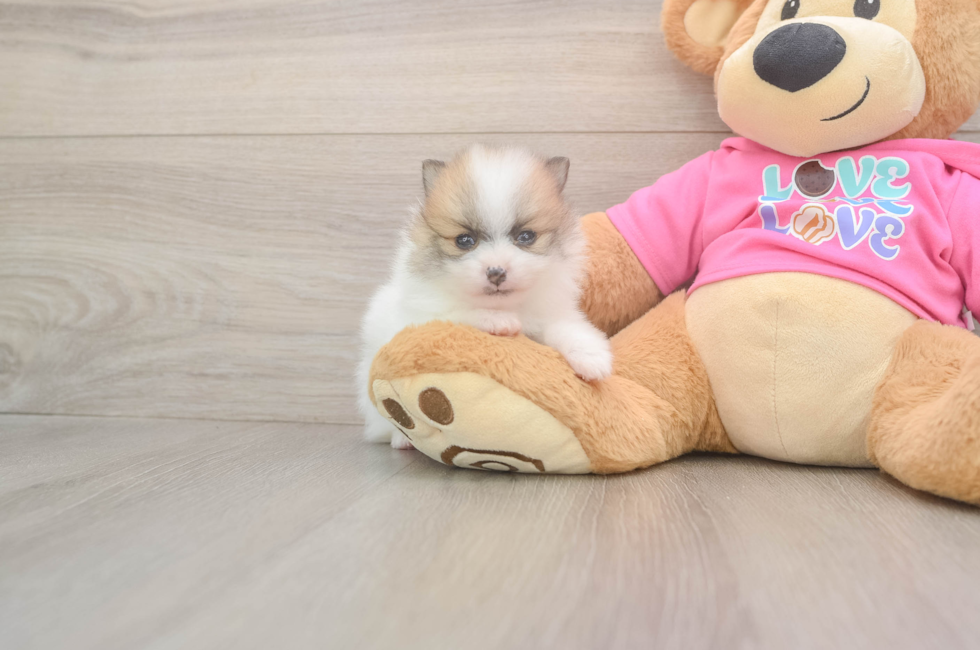 5 week old Pomeranian Puppy For Sale - Simply Southern Pups