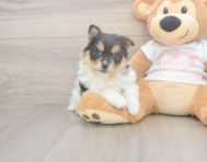 7 week old Pomeranian Puppy For Sale - Simply Southern Pups