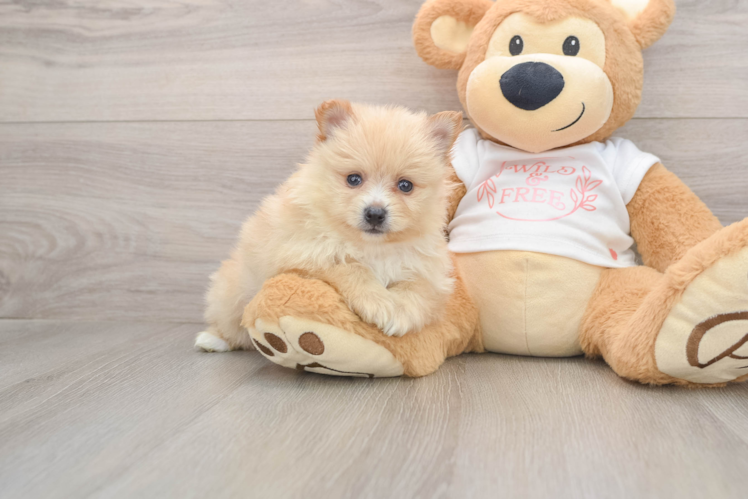 Pomeranian Pup Being Cute