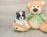 9 week old Pomeranian Puppy For Sale - Simply Southern Pups