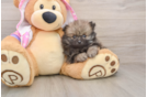 Playful Pomeranian Baby