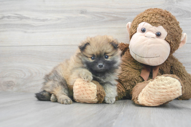 Fluffy Pomeranian Purebred Puppy