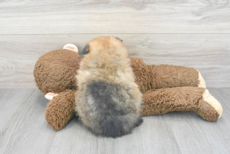 Playful Pomeranian Purebred Pup