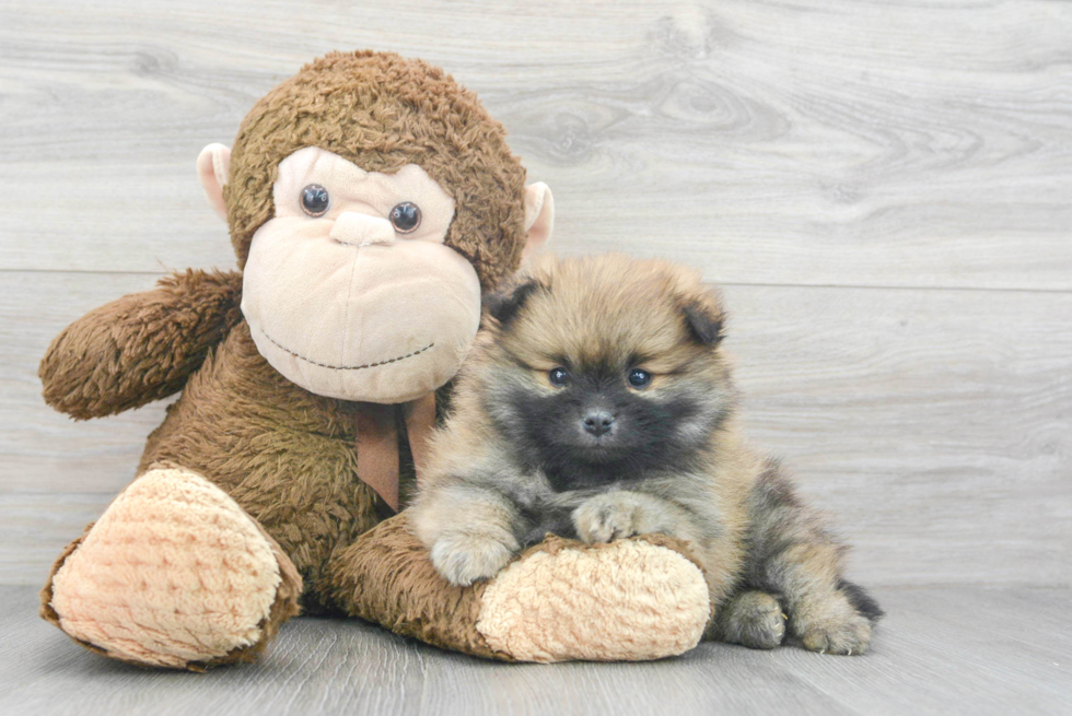 Best Pomeranian Baby