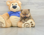 8 week old Pomeranian Puppy For Sale - Simply Southern Pups