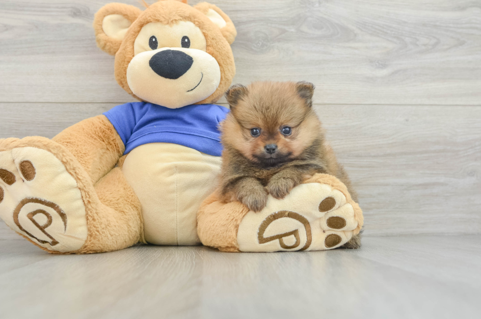 8 week old Pomeranian Puppy For Sale - Simply Southern Pups