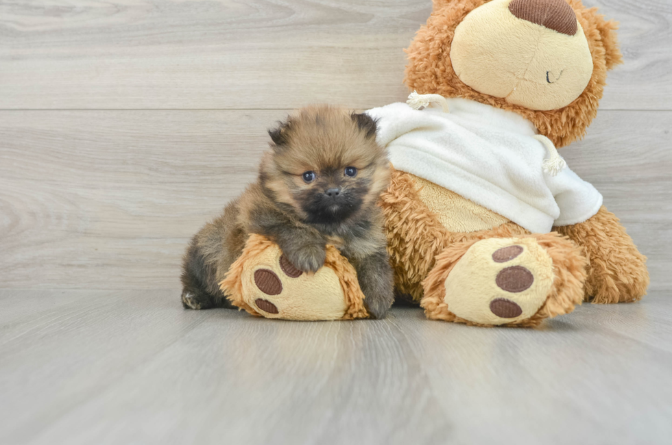 6 week old Pomeranian Puppy For Sale - Simply Southern Pups