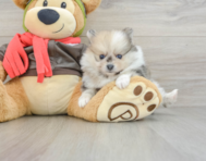 7 week old Pomeranian Puppy For Sale - Simply Southern Pups