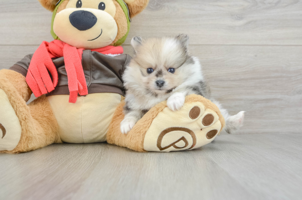 7 week old Pomeranian Puppy For Sale - Simply Southern Pups