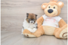 Hypoallergenic Pomeranian Purebred Pup
