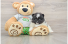 Little Pomeranian Purebred Pup