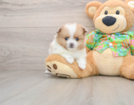 5 week old Pomeranian Puppy For Sale - Simply Southern Pups