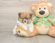 8 week old Pomeranian Puppy For Sale - Simply Southern Pups