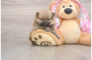 Friendly Pomeranian Baby