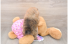 Best Pomeranian Baby
