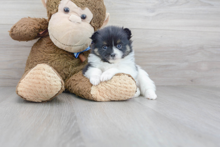 Best Pomeranian Baby