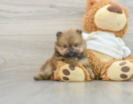 6 week old Pomeranian Puppy For Sale - Simply Southern Pups