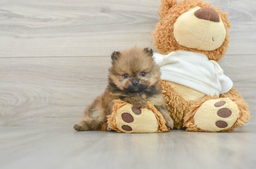 6 week old Pomeranian Puppy For Sale - Simply Southern Pups