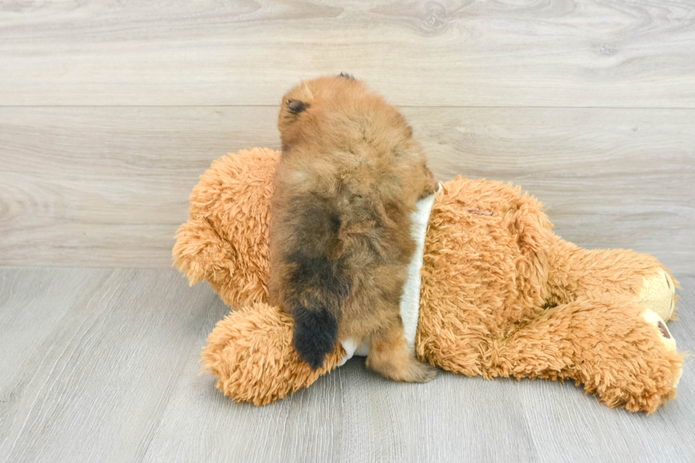 Friendly Pomeranian Baby