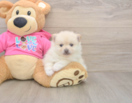 5 week old Pomeranian Puppy For Sale - Simply Southern Pups