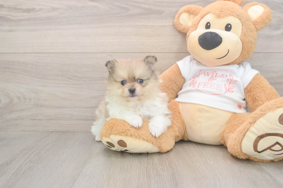 5 week old Pomeranian Puppy For Sale - Simply Southern Pups