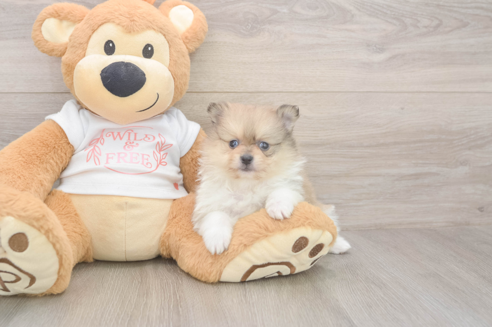 Pomeranian Pup Being Cute