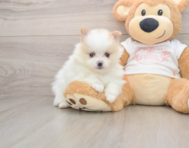 6 week old Pomeranian Puppy For Sale - Simply Southern Pups
