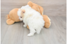 Small Pomeranian Purebred Pup