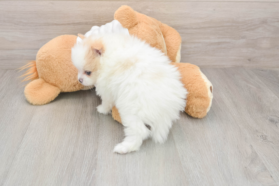Small Pomeranian Purebred Pup