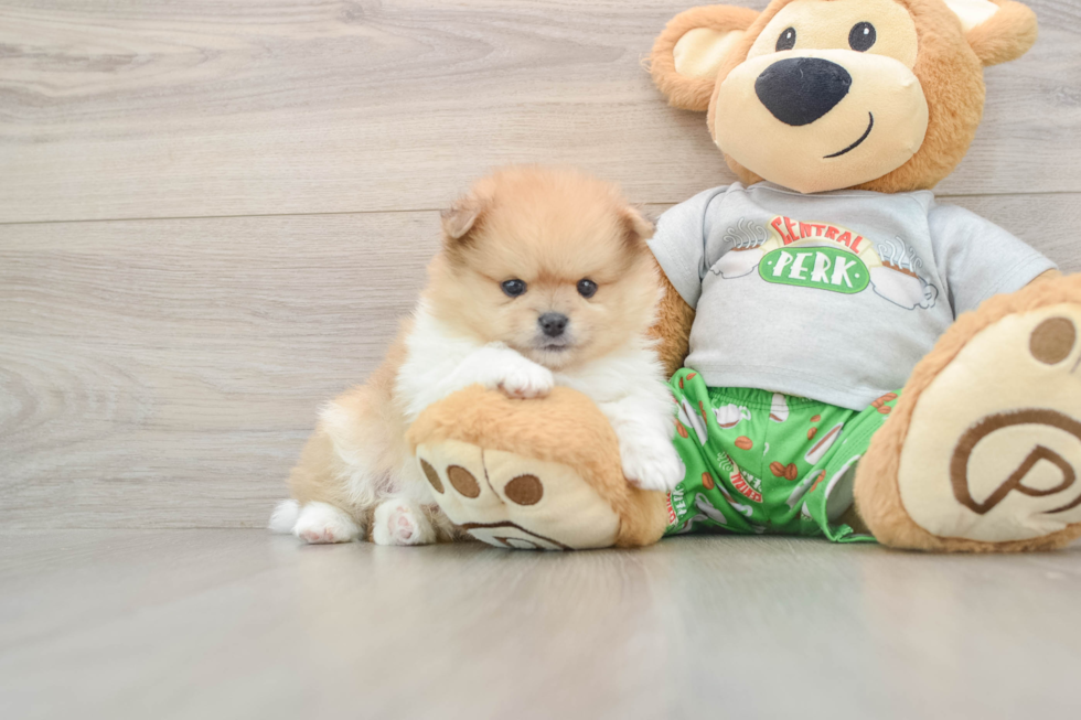 Smart Dwarf Spitz Purebred Puppy