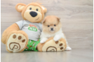 Popular Pomeranian Baby