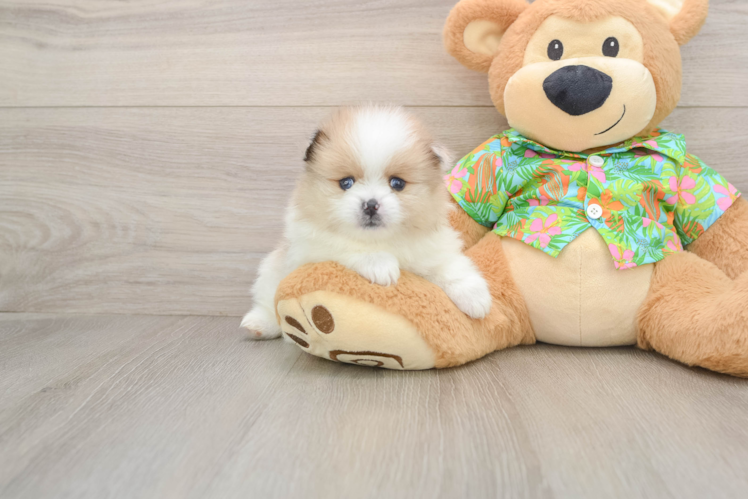 Pomeranian Puppy for Adoption
