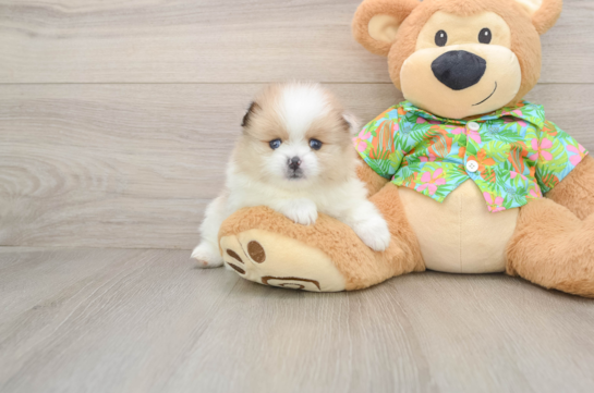 Pomeranian Puppy for Adoption