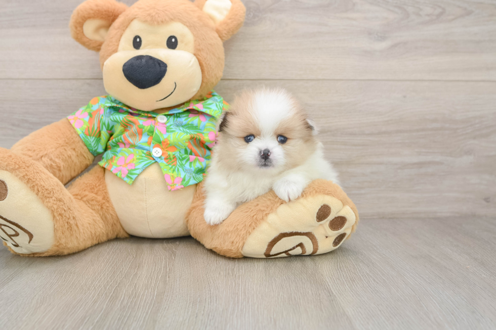 Small Pomeranian Baby
