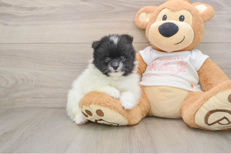Popular Pomeranian Purebred Pup