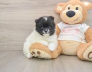 6 week old Pomeranian Puppy For Sale - Simply Southern Pups