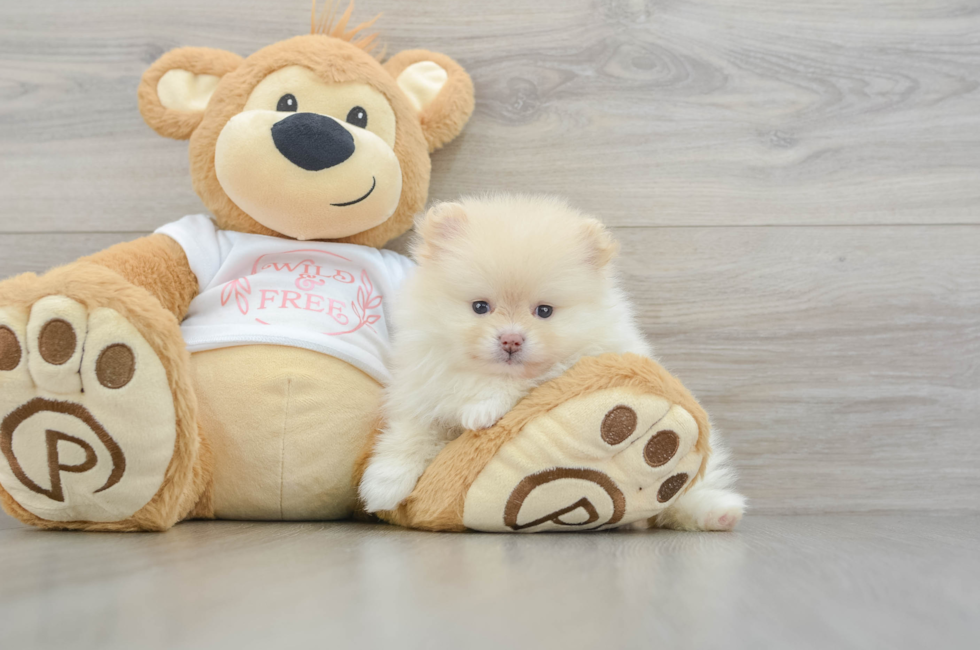 5 week old Pomeranian Puppy For Sale - Simply Southern Pups