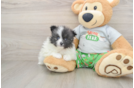 Small Pomeranian Purebred Pup