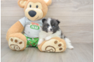 Popular Pomeranian Purebred Pup