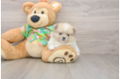 Pomeranian Puppy for Adoption