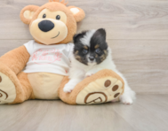 7 week old Pomeranian Puppy For Sale - Simply Southern Pups