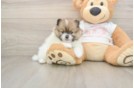 Pomeranian Puppy for Adoption