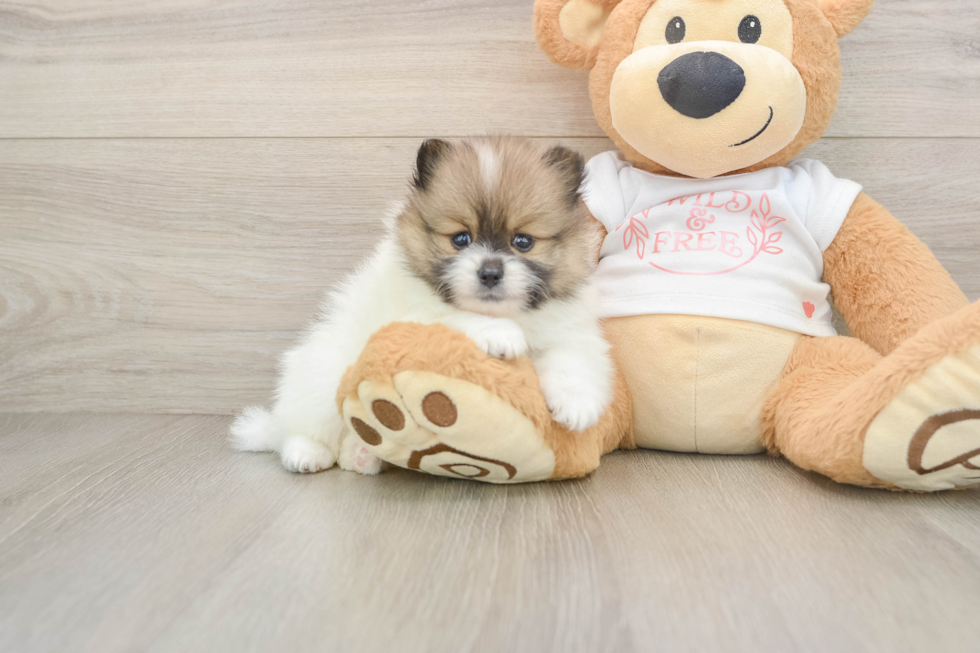 Pomeranian Puppy for Adoption