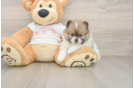 Pomeranian Pup Being Cute