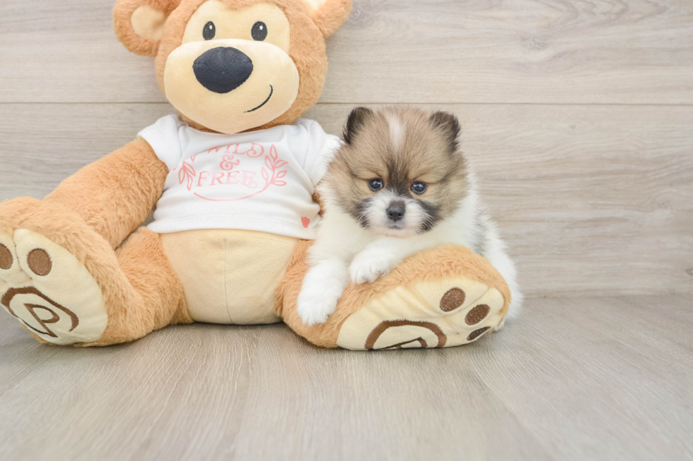 Pomeranian Pup Being Cute