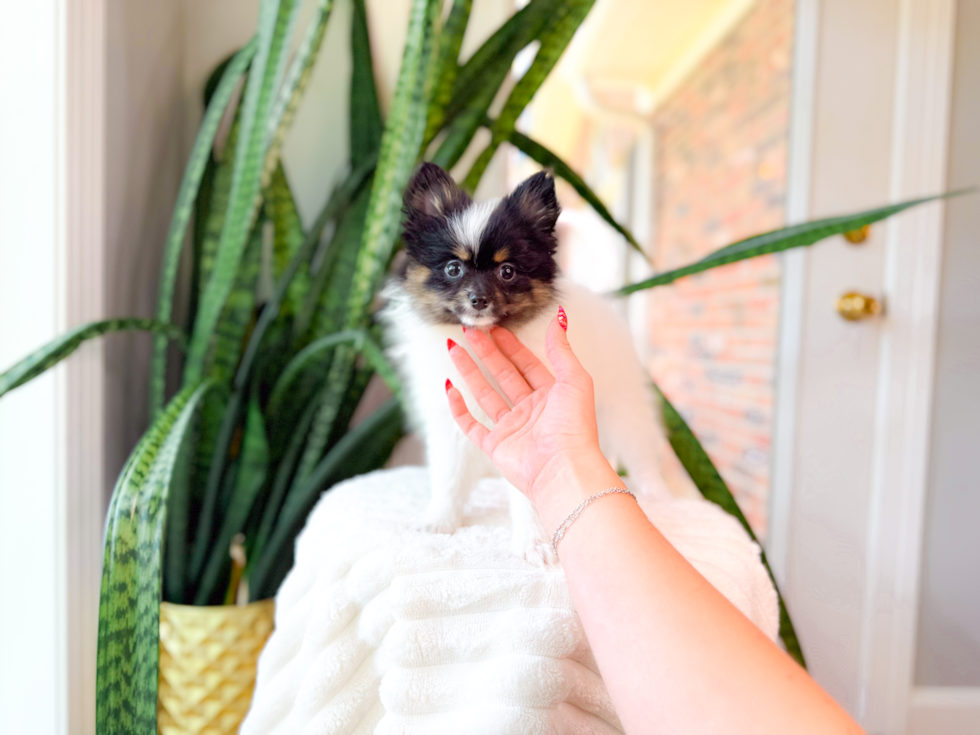 Pomeranian Puppy for Adoption